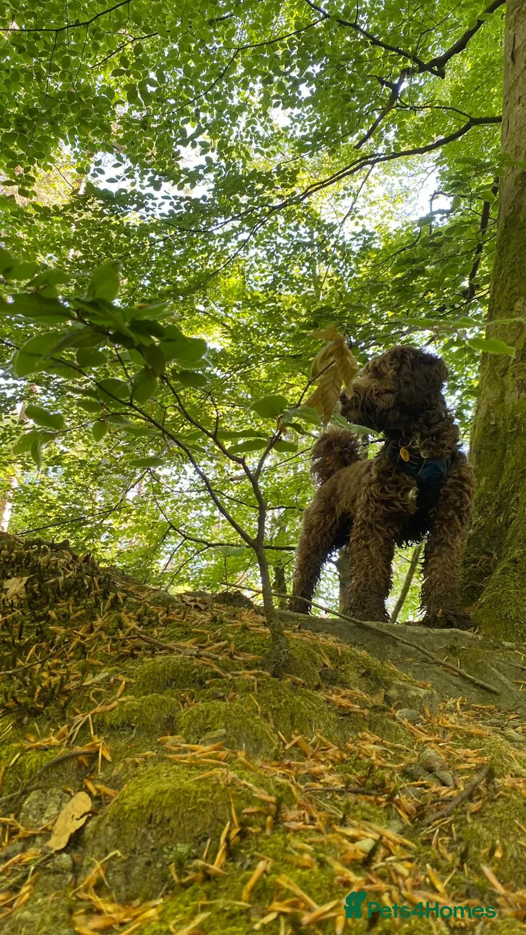 Labradoodle dogs for stud: 🌟Quality Australian Labradoodle 🌟 - Advert 4