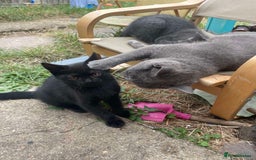 British Shorthair cats for sale: 2 jalf british shorthair kittens - Image 5