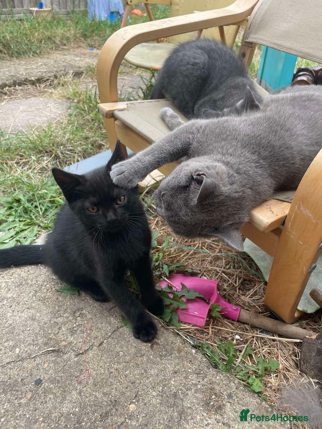 British Shorthair cats for sale: 2 jalf british shorthair kittens - Image 5