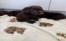 Labrador Retriever dogs for sale: Chunky chocolate labradors  - Image 3