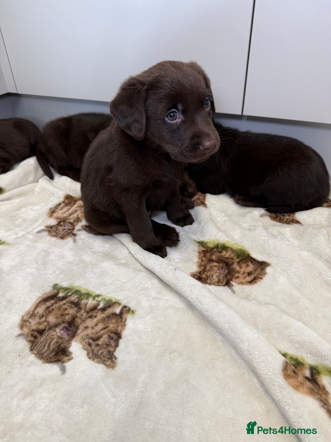 Labrador Retriever dogs for sale: Chunky chocolate labradors  - Image 3