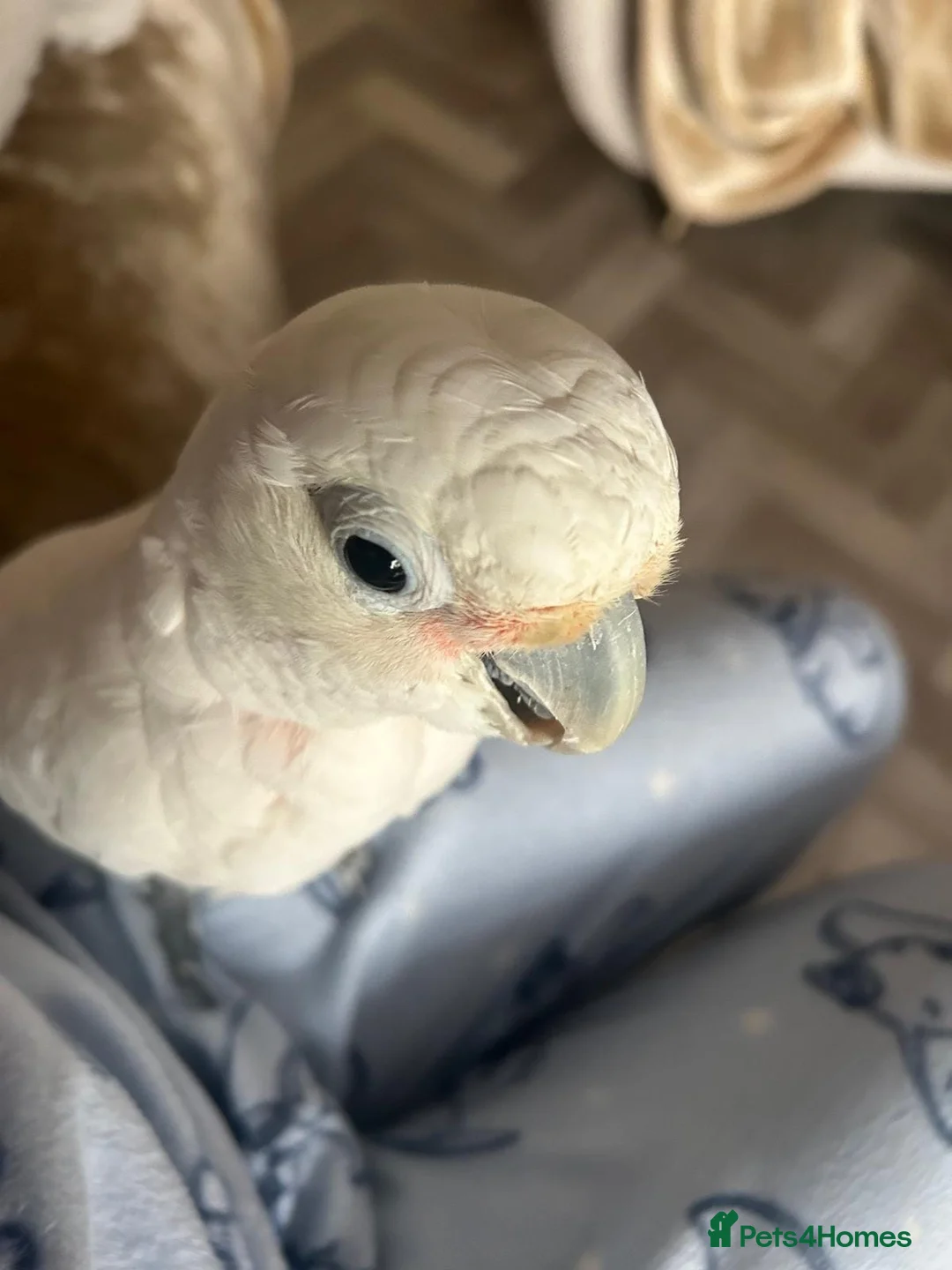 Cockatoo birds for sale: Loving Home Wanted for Goffin’s Cockatoo - Advert 2