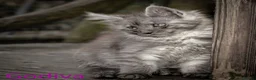 Maine Coon cats for sale: Polydactyl Maine Coon kittens are available  - Advert 19