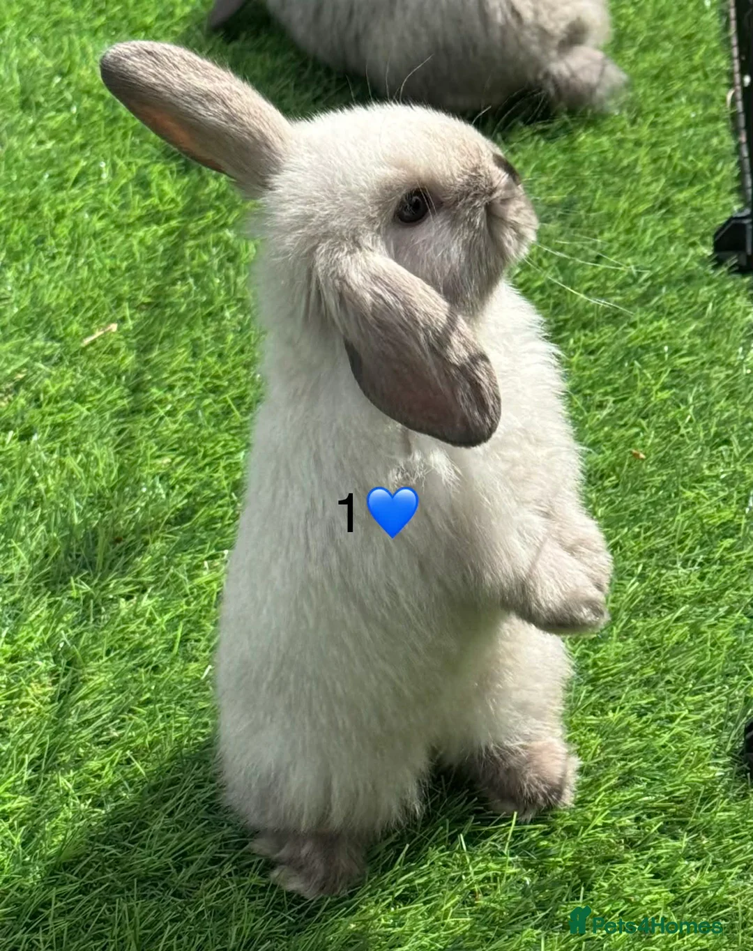 Mini Lop rabbits for sale: Mini lops - Advert 5
