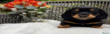 Dachshund 1