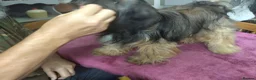 Tibetan Terrier dogs for sale: Tibetan Terrier in Hyde - Advert 1