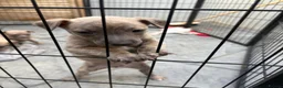 Whippet dogs for sale: Beautiful Blue brindle whippets for sale  - Advert 5
