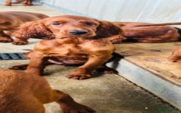 Irish Setter dogs for sale: Outstanding red Irish setters puppies - Image 3