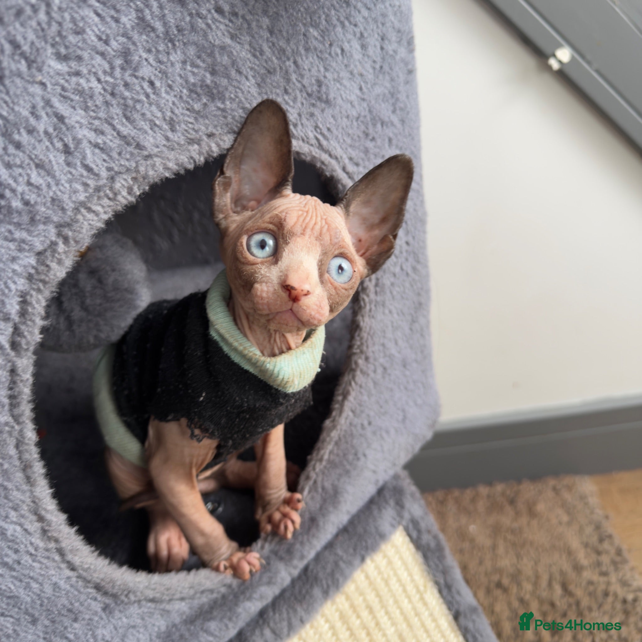 Sphynx cats Cute Sphynx Boy💙 - Advert 2