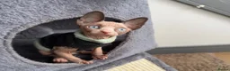 Sphynx cats for sale: Cute Sphynx Boy💙 - Advert 1