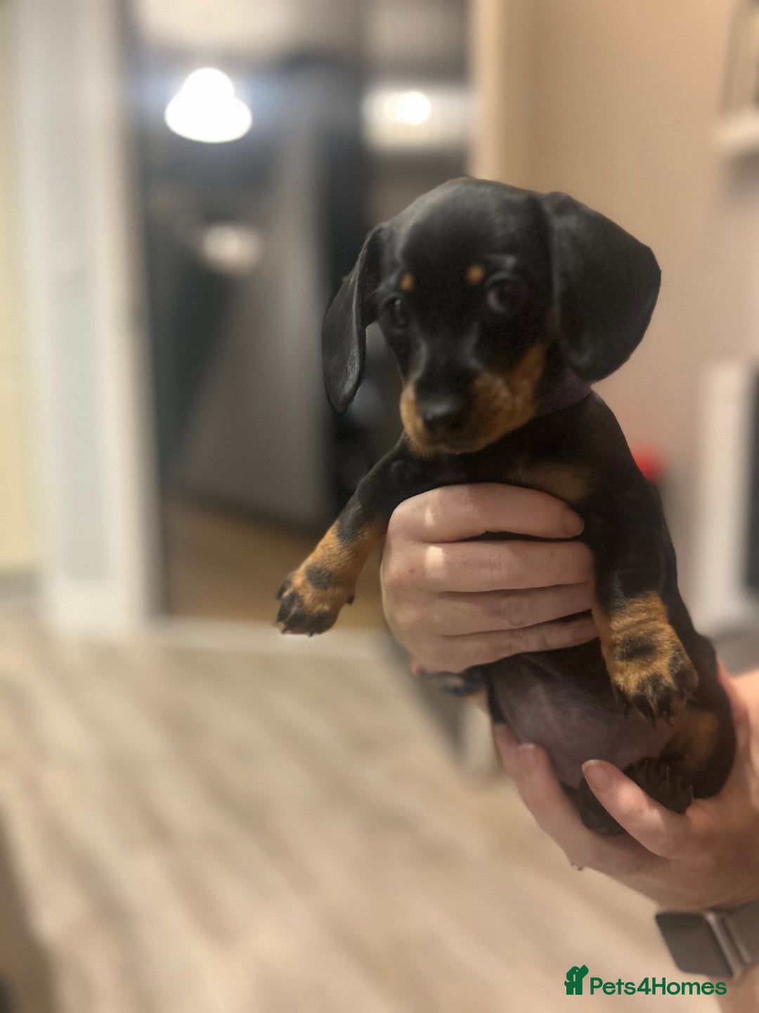 Miniature Dachshund dogs for sale: Little Legs, Big Hearts, Miniature Dachshunds x - Image 18