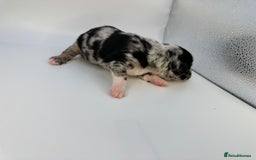 Mixed Breed dogs for sale: Floodle  - Image 4