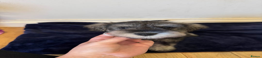 Miniature Schnauzer Puppy 1