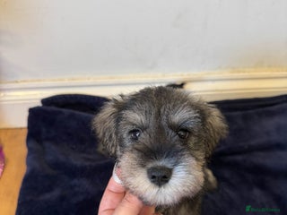 Miniature Schnauzer dogs - Advert 3