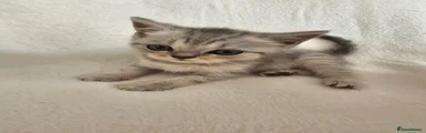 Scottish Fold 2
