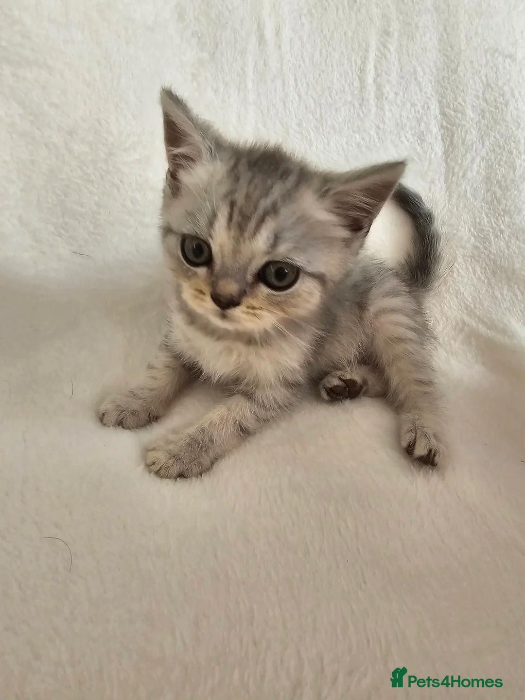 Scottish Fold cats for sale: 30.05.26 - Advert 2