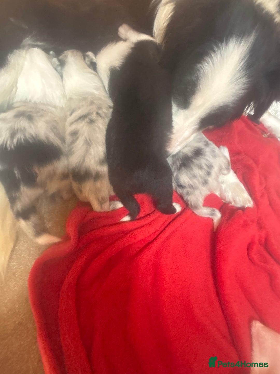 Border Collie dogs for sale: Fluffy long coat Blue merle border collie puppies - Image 17