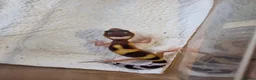Leopard Gecko reptiles for sale: Leopard Gecko Babies Mixed Morph - Advert 4