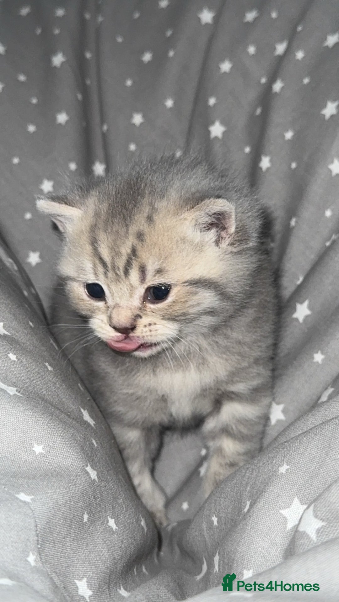 British Shorthair cats for sale: BSH KITTENS  - Image 13
