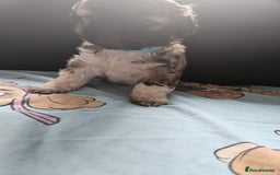 Shihpoo dogs for sale: F1B Shihpoo Teddy Bear Puppy's  - Image 4