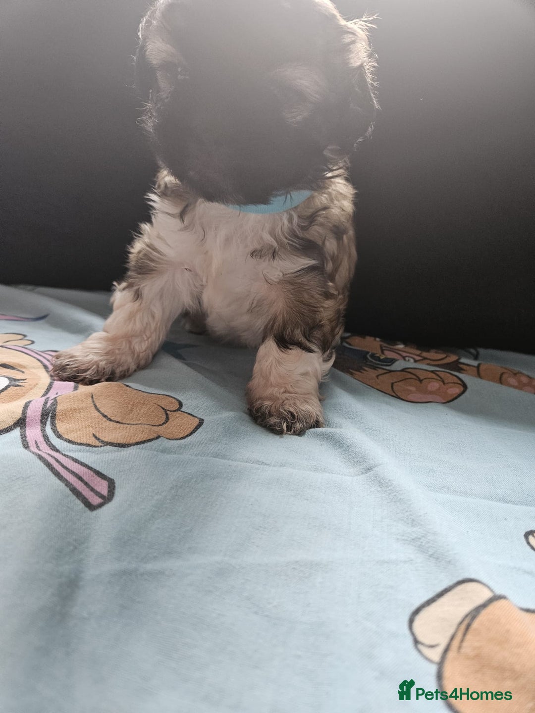 Shihpoo dogs for sale: F1B Shihpoo Teddy Bear Puppy's  - Image 4