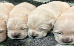 Golden Retriever dogs for sale: Chunky, cream pups - Image 11