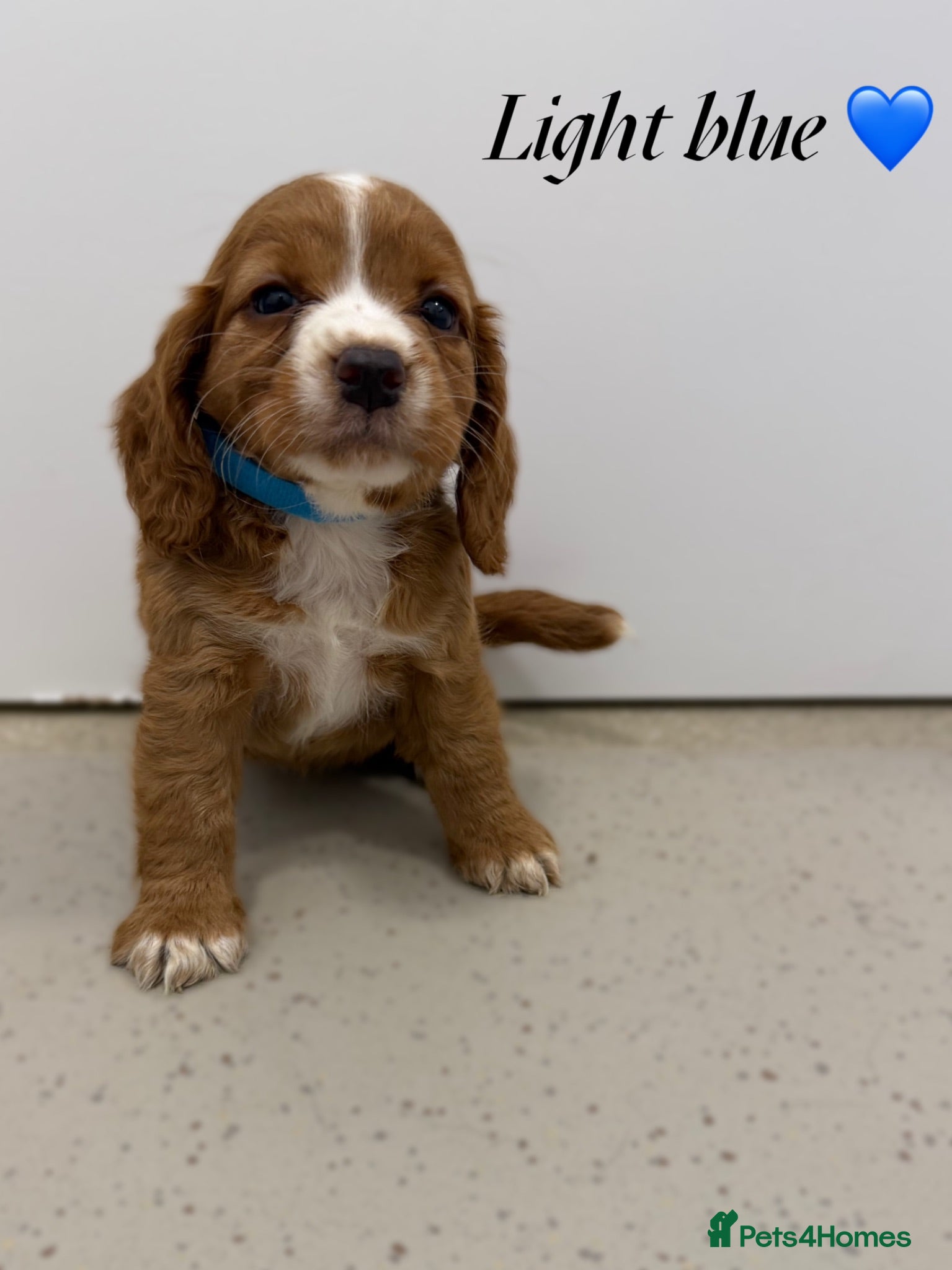 Cocker Spaniel dogs Beautiful cocker spaniel pups for sale! - Advert 1