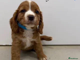 Cocker Spaniel dogs Beautiful cocker spaniel pups for sale! - Advert 1
