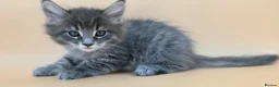 Maine Coon cats for sale: Tica Beautiful Maine Coon Kittens  - Advert 16