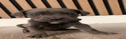 Cane Corso dogs for sale: Full Cane Corso Puppies -Blue/Grey & Black & White - Advert 3