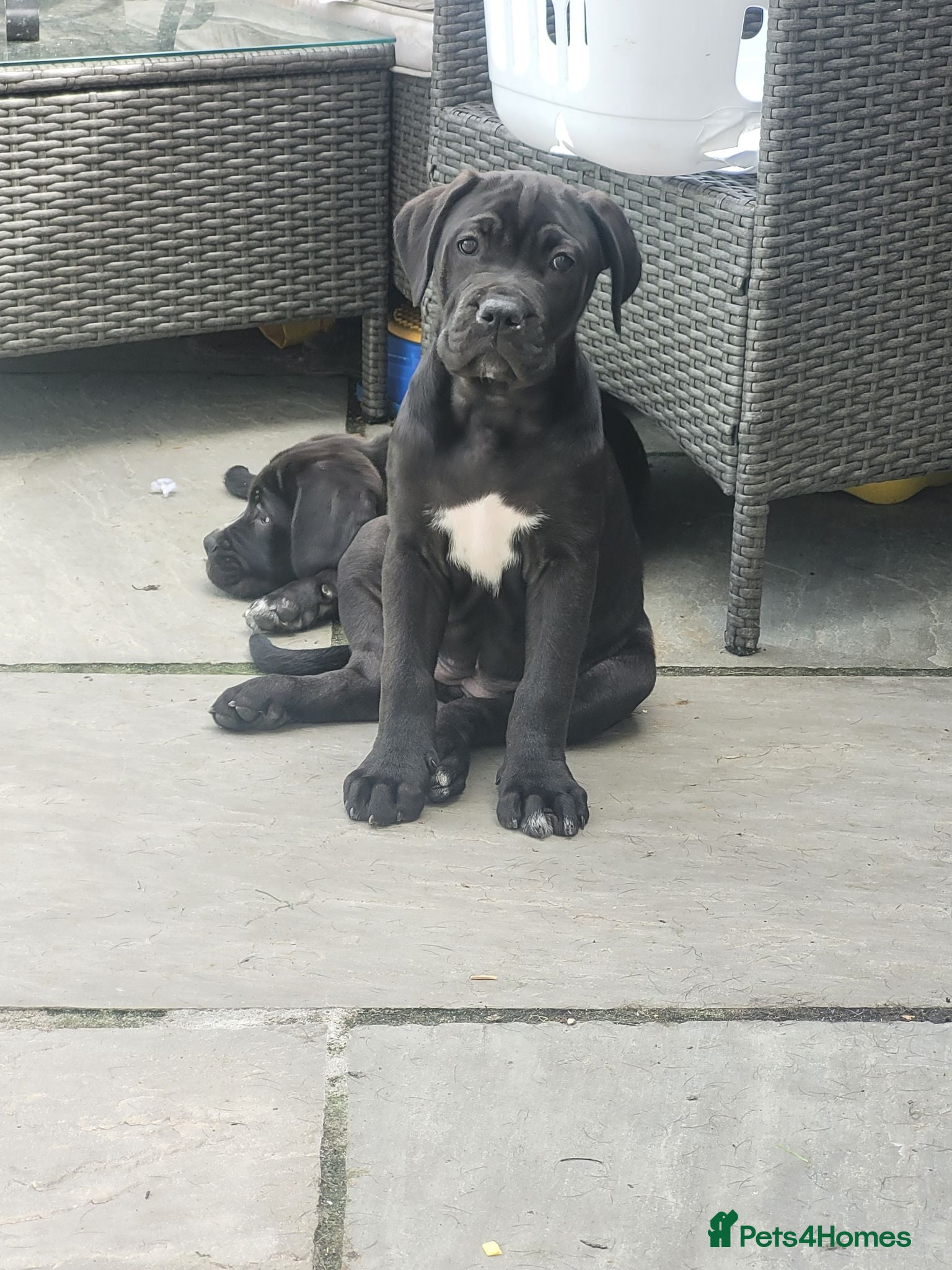Cane Corso dogs ❗️READY TO GO NOW❗️2 FEMALE CANE CORSO - Advert 1