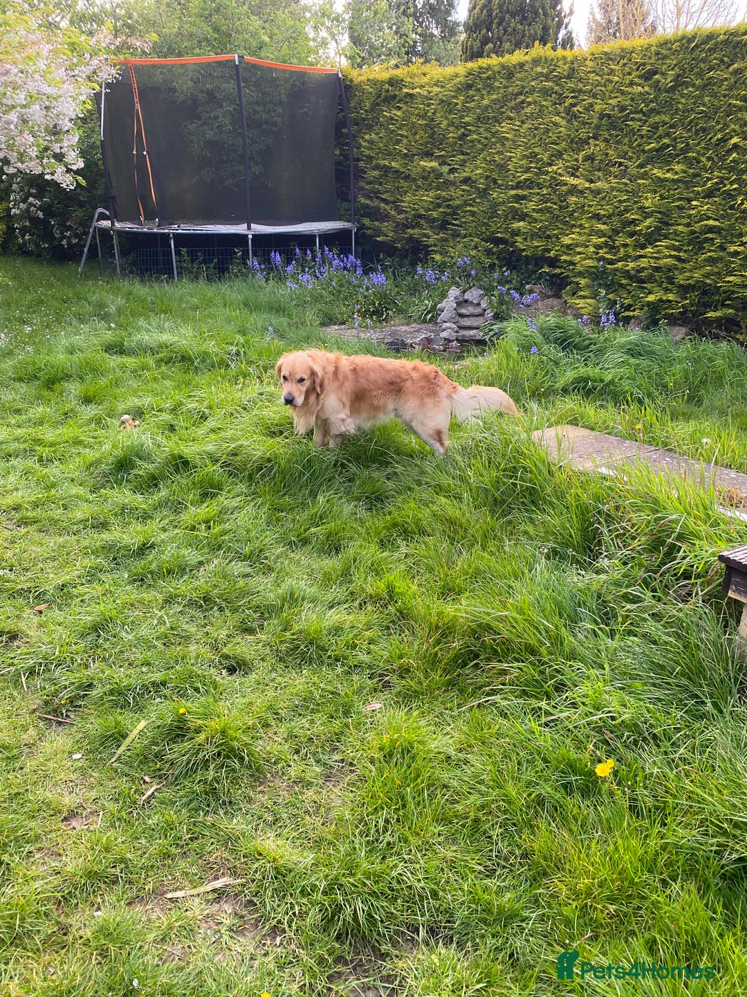 Golden Retriever dogs for stud: Beautiful Golden Retriever stud - Advert 6