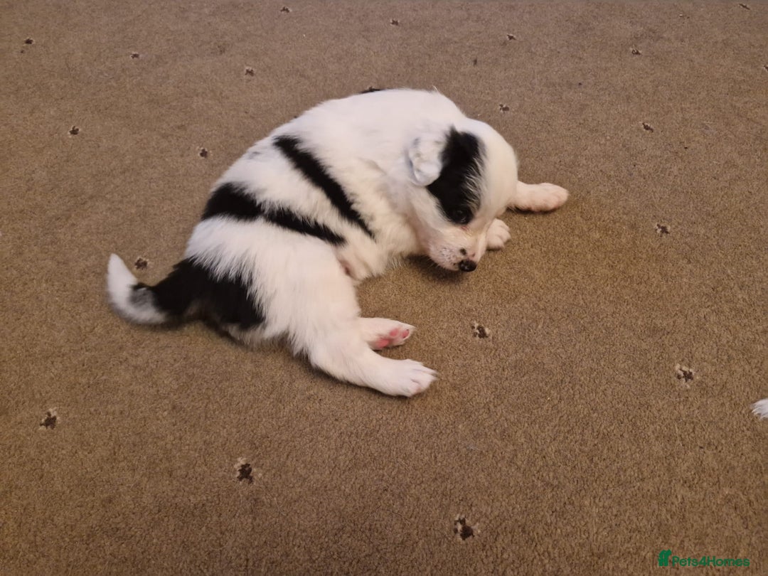 Border Collie dogs for sale: 2 X male border collie pups for sale - Image 2