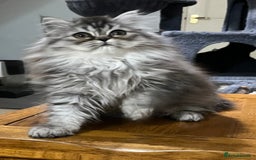 British Longhair cats for sale: 3 Adorable British Longhair x Persian Kittens  - Image 14