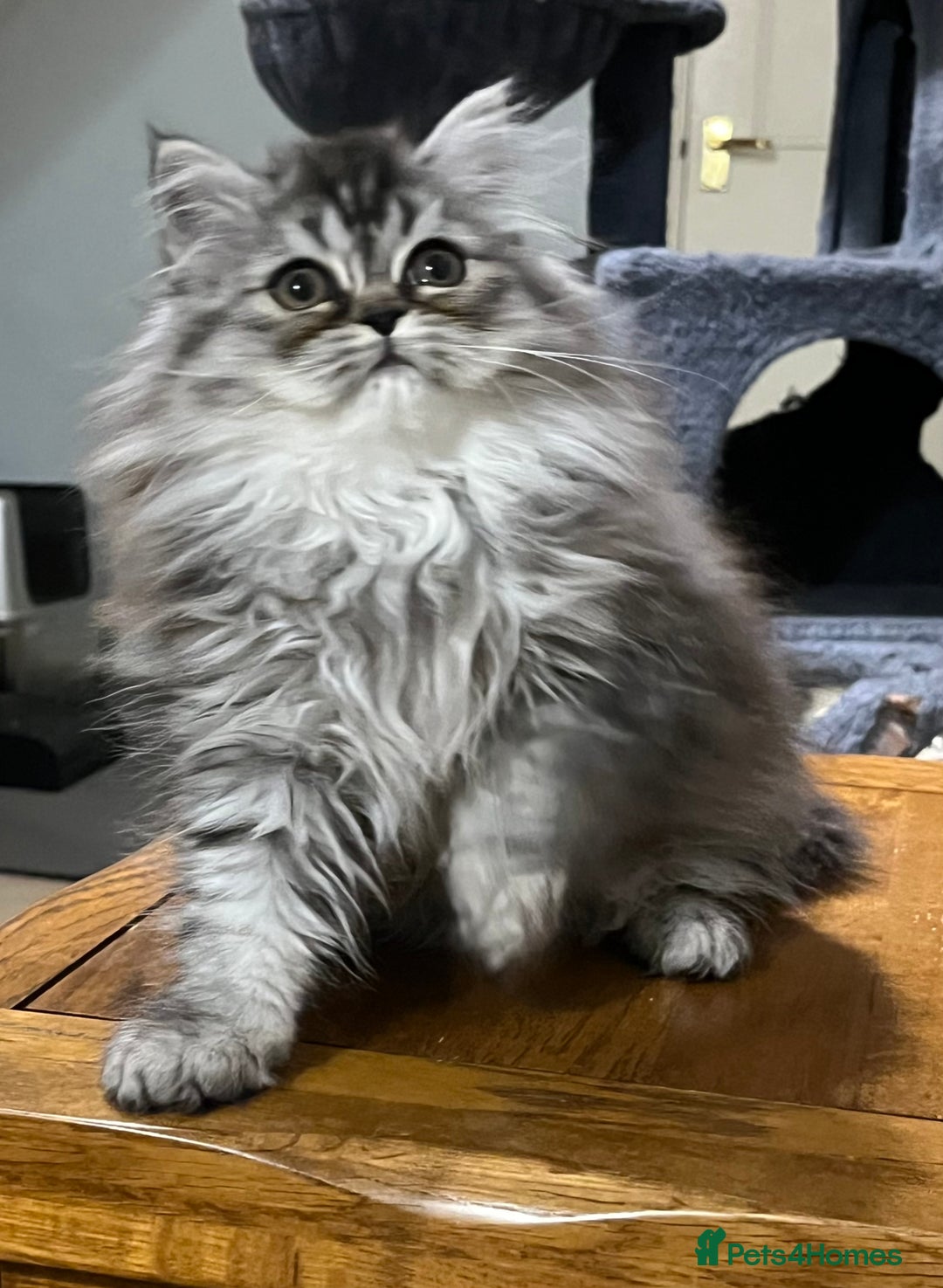 British Longhair cats for sale: 3 Adorable British Longhair x Persian Kittens  - Image 14
