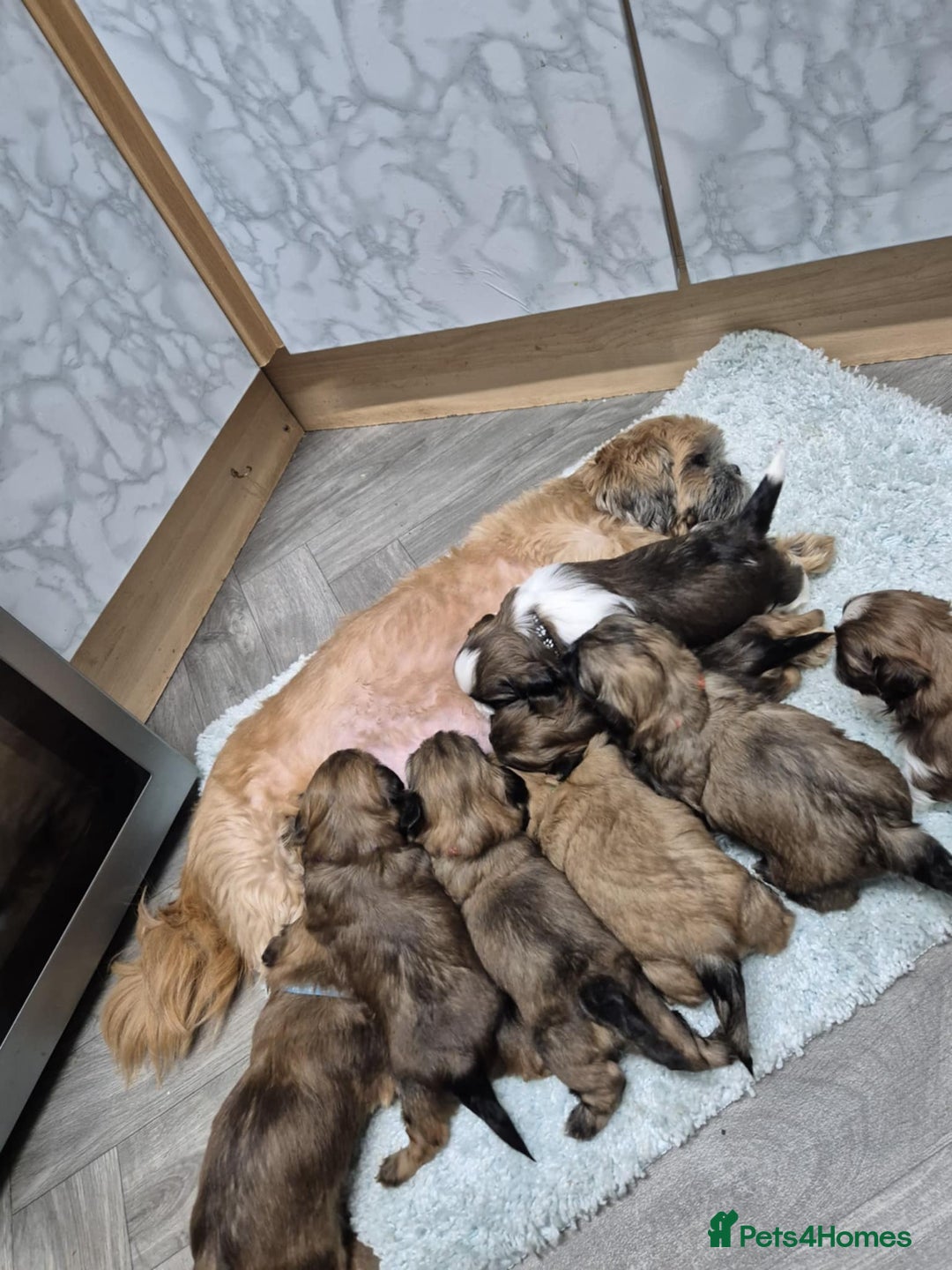 Shih Tzu dogs for sale: 8 ShihTzu Puppies for new homes - Advert 4