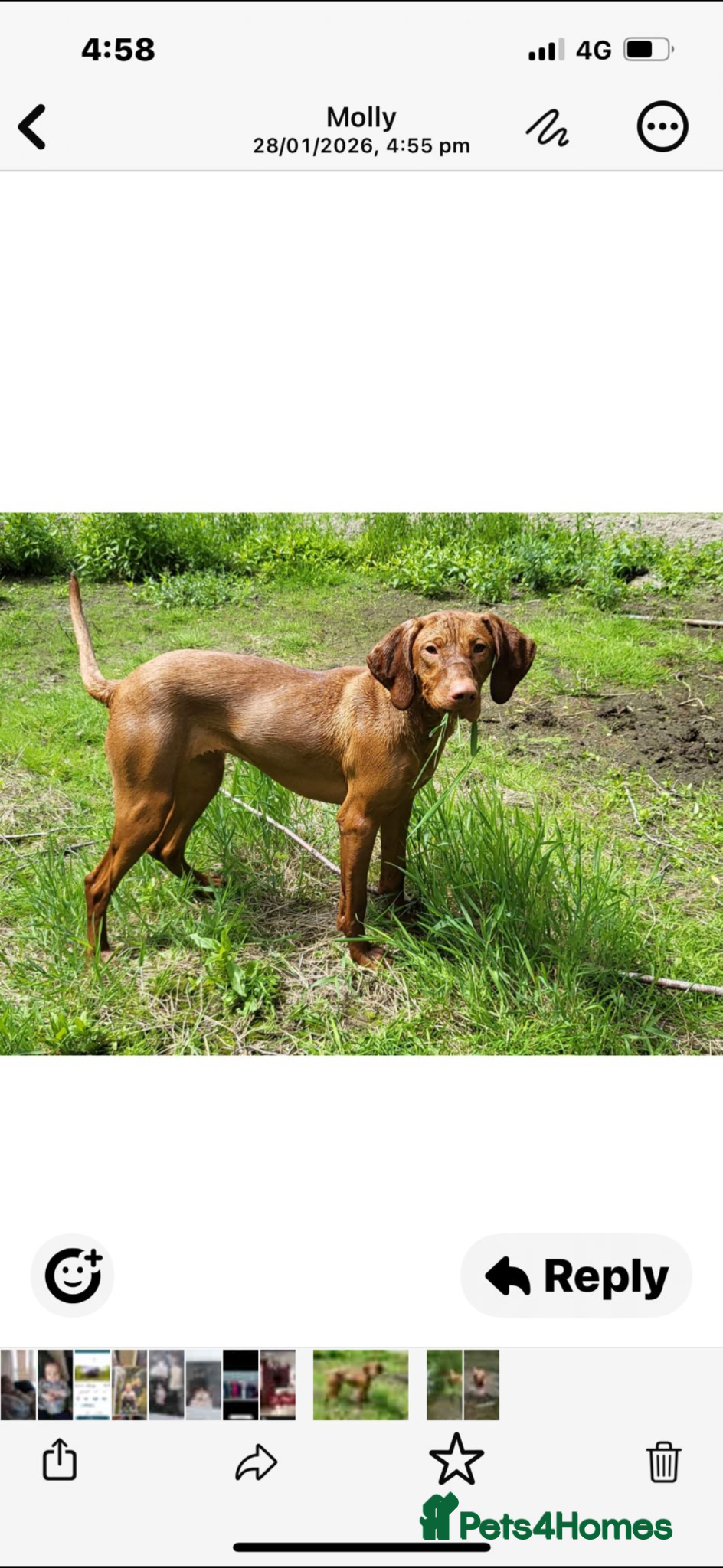 Mixed Breed dogs Looking for a loving home  - Advert 9