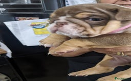 English Bulldog dogs for sale: Forever homes  - Image 24