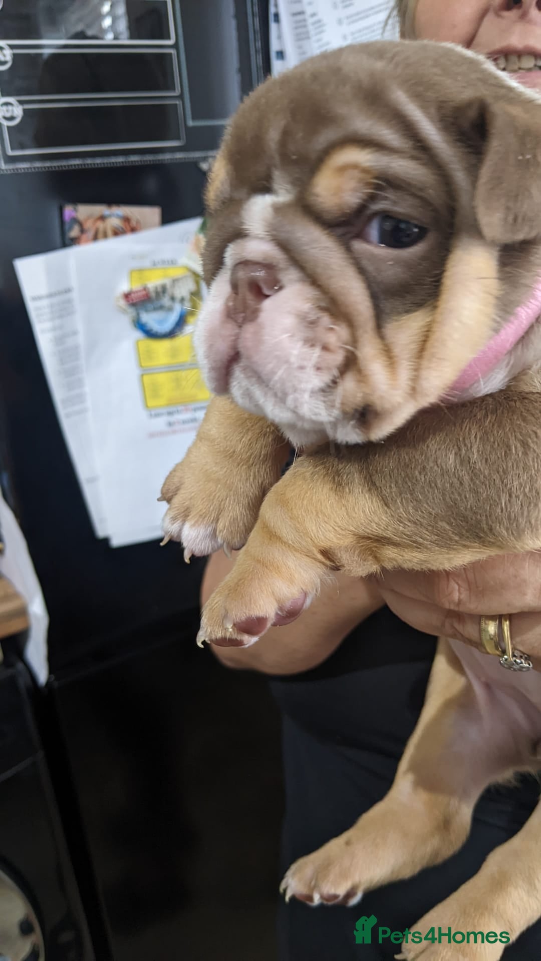 English Bulldog dogs for sale: Forever homes  - Image 24