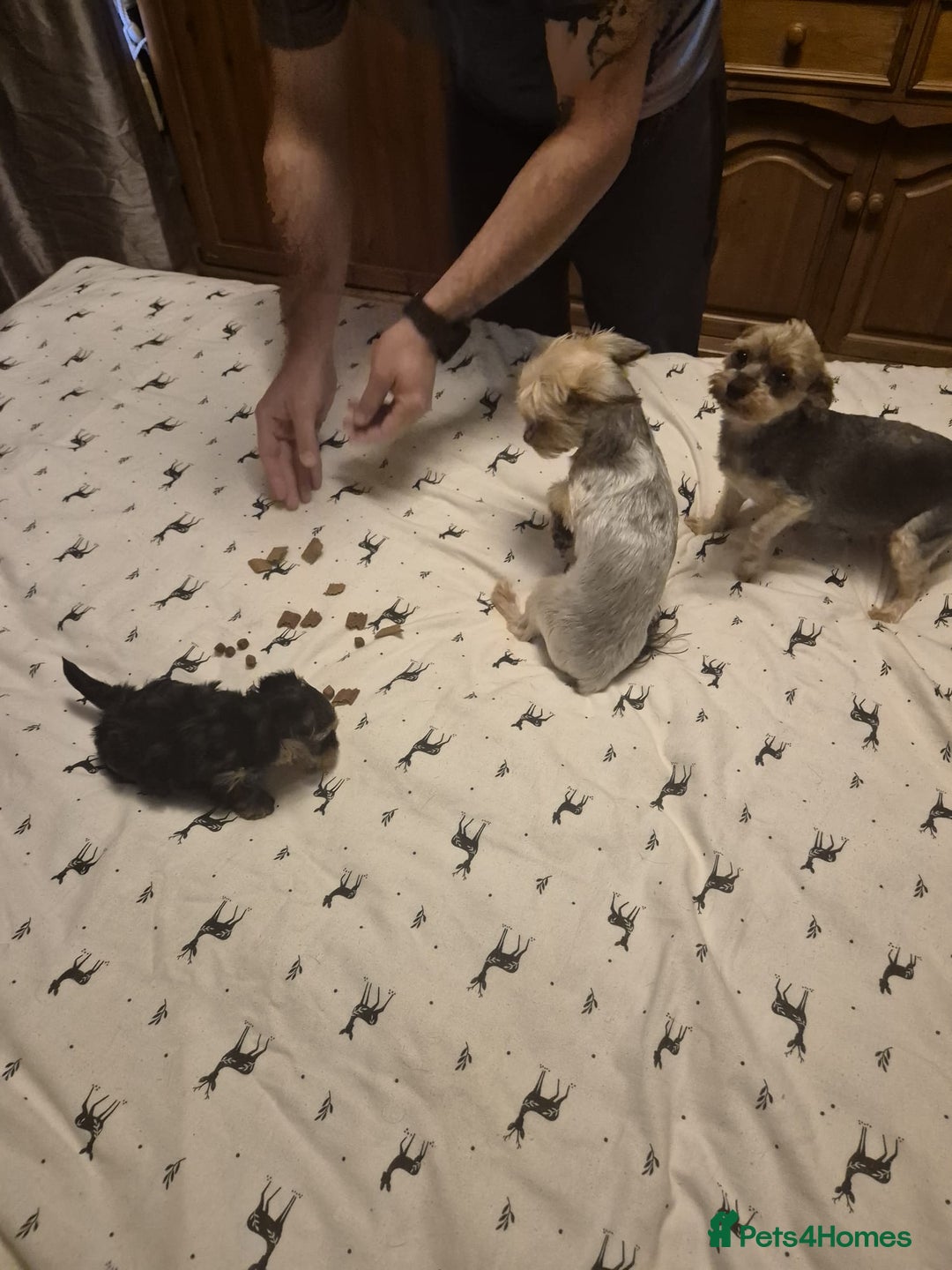 Yorkshire Terrier dogs for sale: ✨🐾last girl Mini Yorkshire Terrier Puppies –  🐾✨ - Image 5