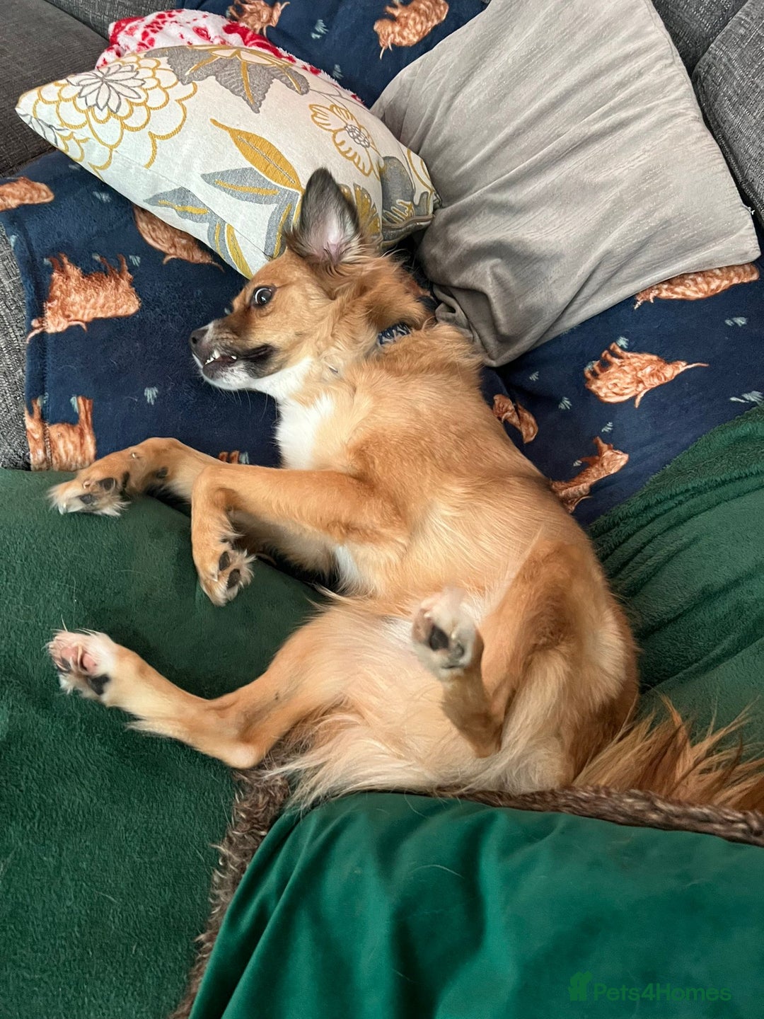 Mixed Breed dogs for adoption: Meet REMI - a Lovely Boy for a Loving Home - Image 6