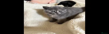 British Shorthair 4