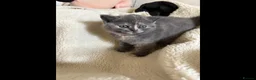 British Shorthair cats for sale: British Shorthair kittens  - Advert 5