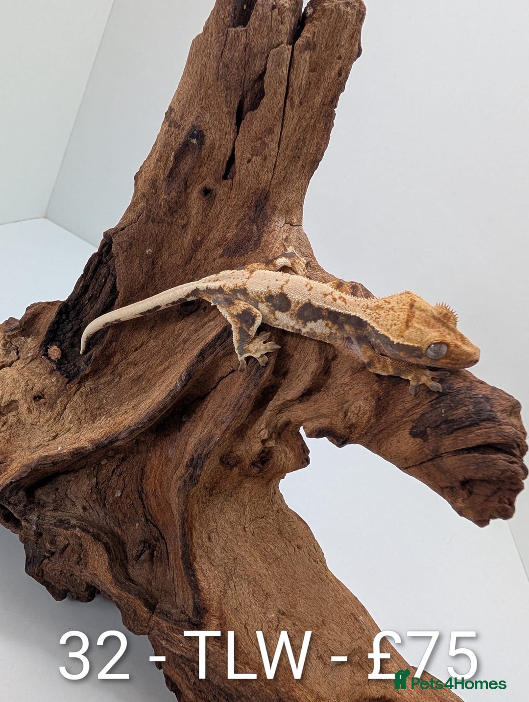 Gecko reptiles for sale: Beautiful baby crested geckos! - Image 31