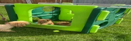 Toy Poodle dogs for sale: KC registered outstanding toy boys  in Barnsley - Advert 4