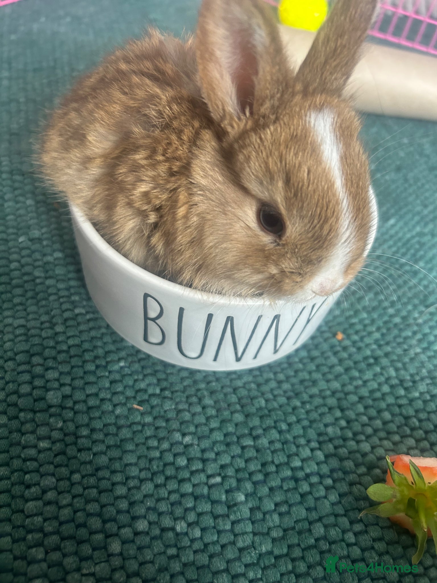 Mini Lop rabbits for sale: Stunning pure mini lop & Mini Rex X ML   - Advert 26