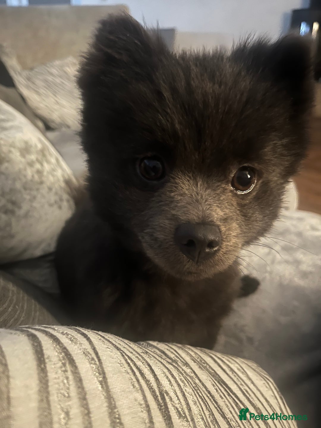 Pomeranian dogs for sale: Coco  - Advert 4