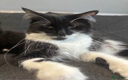 Mixed Breed cats for sale: Kittens  - Image 13