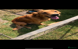 Golden Retriever dogs for sale: Beautiful Health Tested Puppies  - Image 6