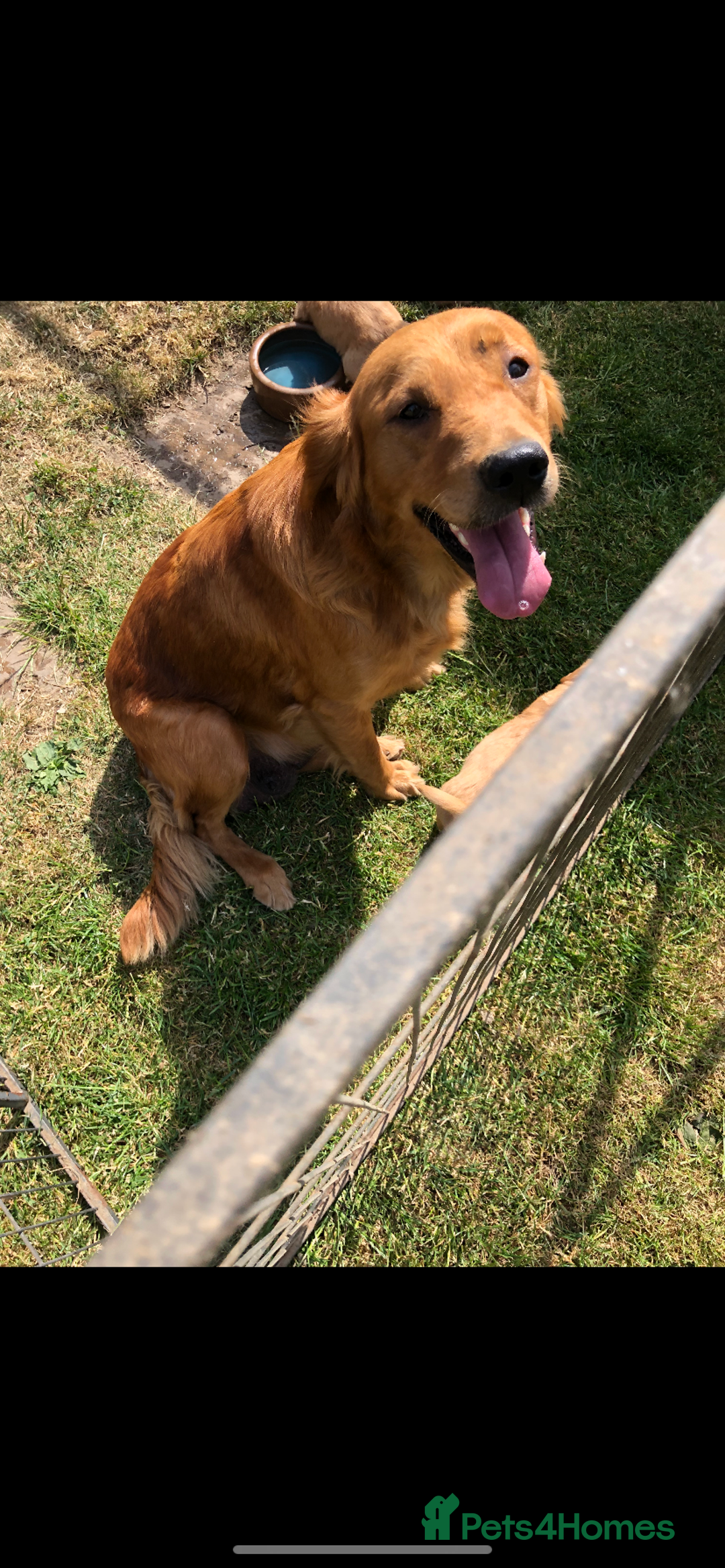Golden Retriever dogs for sale: Beautiful Health Tested Puppies  - Image 6